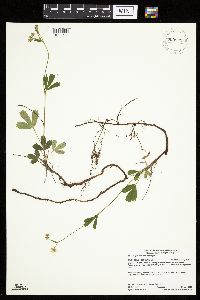 Sibbaldiopsis tridentata image