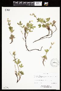 Sibbaldiopsis tridentata image