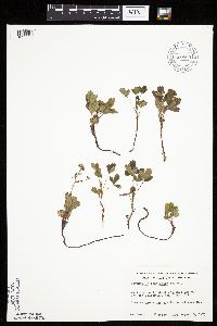 Sibbaldiopsis tridentata image