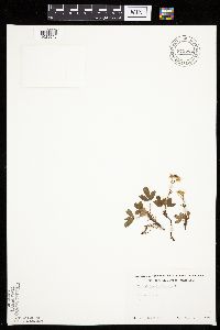 Sibbaldiopsis tridentata image