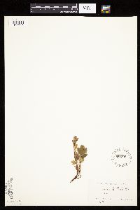 Sibbaldiopsis tridentata image