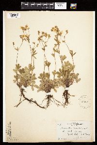 Sibbaldiopsis tridentata image