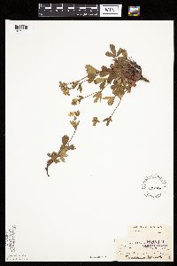 Sibbaldiopsis tridentata image