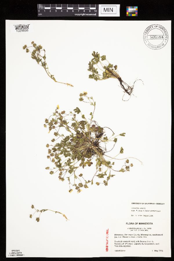 Potentilla verna image