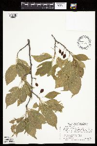 Prunus americana image