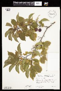 Prunus americana image