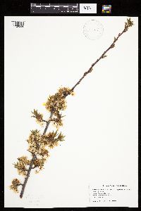 Prunus americana image