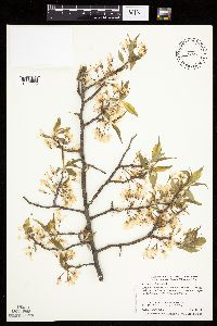 Prunus americana image