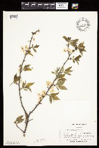 Prunus americana image