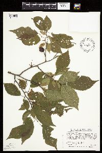 Prunus americana image