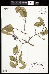 Prunus americana image