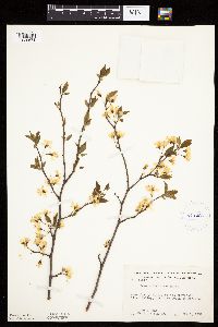Prunus americana image