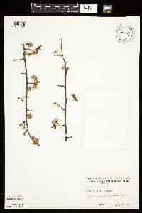 Prunus americana image