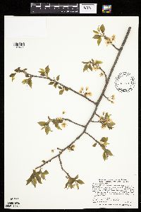 Prunus americana image