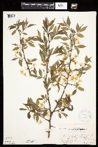 Prunus americana image