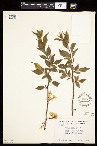 Prunus americana image