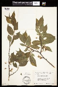 Prunus americana image