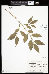 Prunus americana image