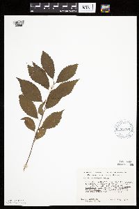 Prunus americana image