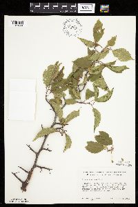 Prunus americana image