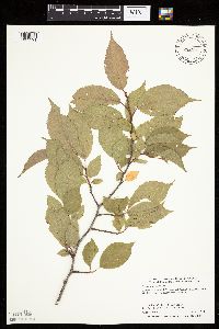 Prunus americana image