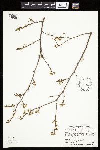 Prunus americana image