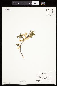 Prunus americana image
