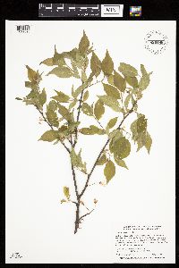 Prunus americana image