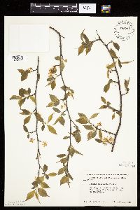 Prunus americana image