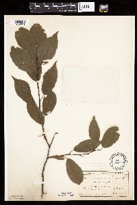 Prunus americana image