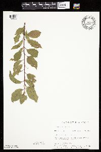 Prunus americana image