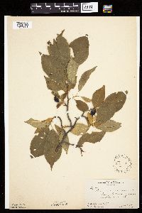 Prunus americana image