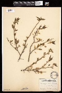 Prunus americana image