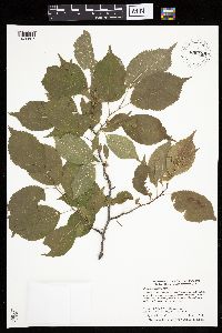 Prunus americana image