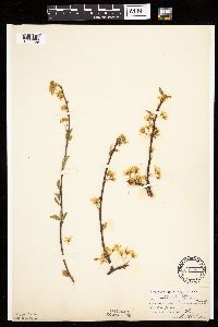 Prunus americana image
