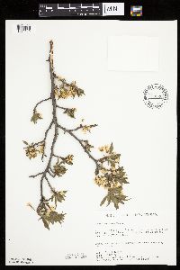 Prunus americana image
