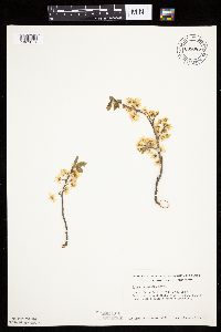 Prunus americana image