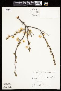 thumbnail image of current specimen