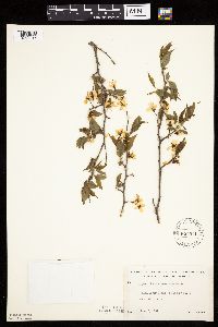 Prunus americana image