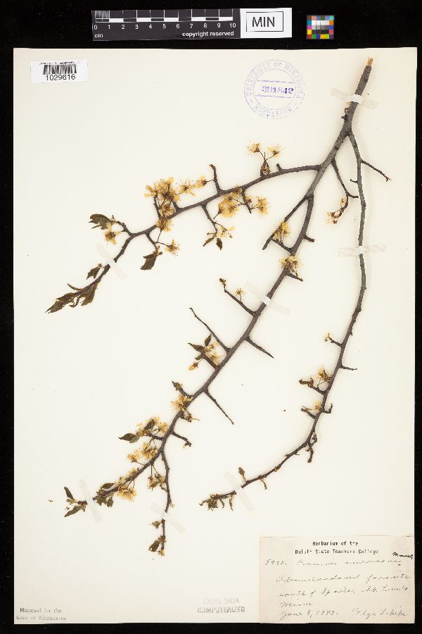 Prunus americana image