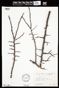 Prunus americana image