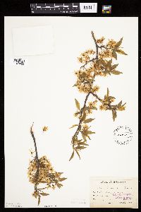 Prunus americana image