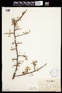Prunus americana image