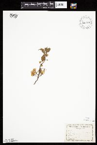 Prunus americana image