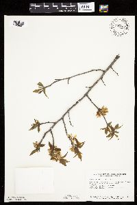 Prunus americana image