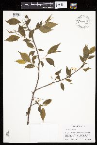 Prunus americana image