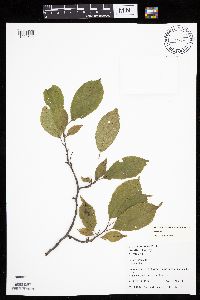 Prunus americana image