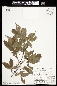 Prunus americana image
