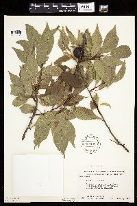 Prunus americana image