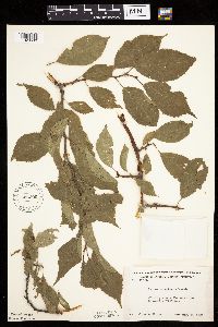Prunus americana image